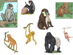 images de singes